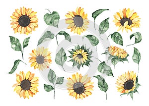 Watercolor sunflowers with green leaves isolated on white background