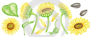 Watercolor sunflowers set. Hand painted bright yellow flowers, leaves, sunflower seeds and petals isolated on white