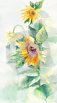 Watercolor sunflowers suitable for poster, postcard, print, cove