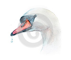 Watercolor swan  bird animal