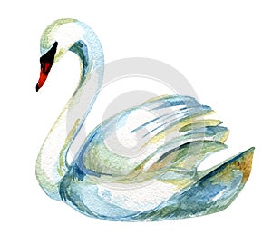 Watercolor swan.