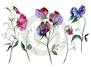 Watercolor Sweet Pea Flowers Collection Isolated on White