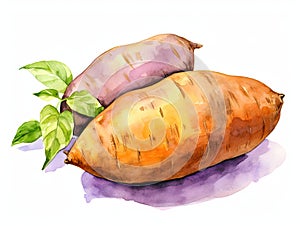 Watercolor Sweet Potato Isolated, Aquarelle Sweetpotato, Creative Watercolor Batata photo