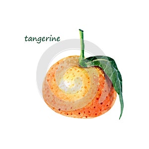 Watercolor Tangerineswith leaf. Mandarinorange fruit. Botanical
