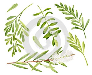 Watercolor tea tree leaves, flower. Hand drawn botanical illustration of Melaleuca alternifolia. Green medicinal plants