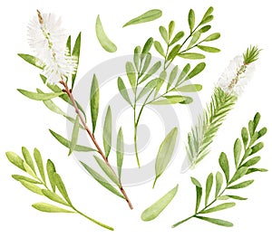 Watercolor tea tree leaves, flower set. Hand drawn botanical illustration of Melaleuca alternifolia. Green medicinal plant