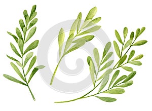 Watercolor tea tree leaves set. Hand drawn botanical illustration of Melaleuca alternifolia. Green medicinal plant isolated on