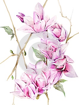 Watercolor tender magnolia