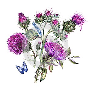Watercolor thistle, blue butterflies, wild flowers illustration, meadow herbs photo
