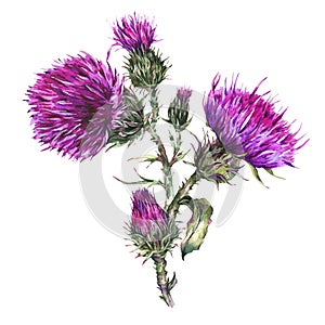 Watercolor thistle, wild flowers illustration, meadow herbs photo
