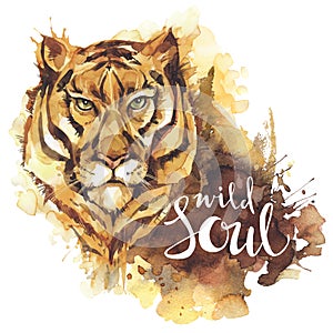 Watercolor tiger with handwritten words Wild Soul. African animal. Wildlife art illustration. Can be printed on T-shirts