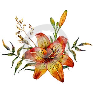 Watercolor Tiger lily photo