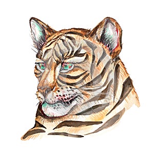 Watercolor tigers illustration clip art set.