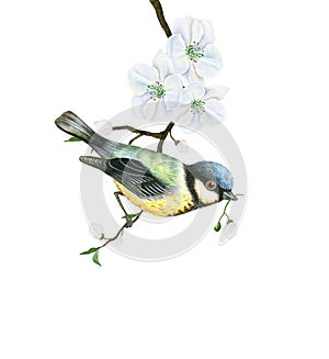 Watercolor tit bird on a blooming apple tree