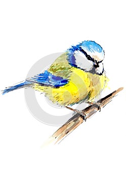 Watercolor titmouse on a branch