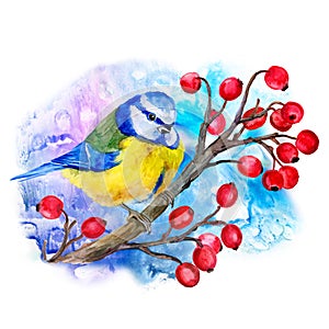 Watercolor titmouse on branch of viburnum