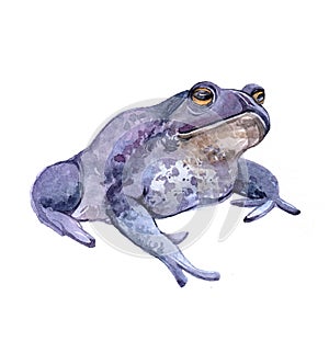 Watercolor toad animal