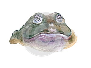 Watercolor toad  animal