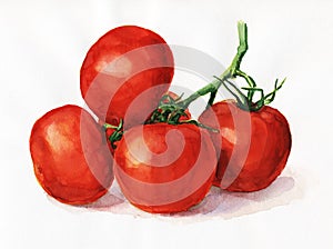 Watercolor tomatoes