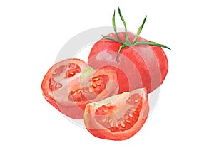 Watercolor tomatoes and sliced tomato vegetables isolated