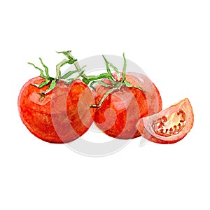 Watercolor tomatoes and sliced tomato vegetables isolated