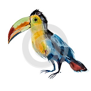 Watercolor toucan bird