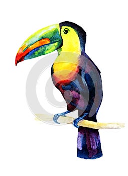 Watercolor toucan bird sitting on a branch