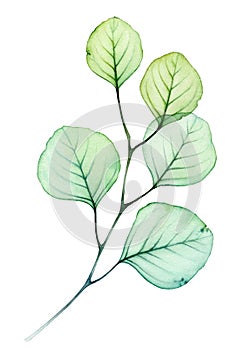 Watercolor Transparent Eucalyptus branch. Detailed leaves in green and turquoise colour. Hand drawn botanical