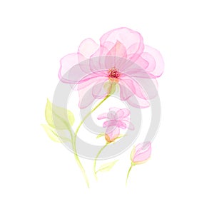 Watercolor Transparent floral set isolated on a white collection of roses