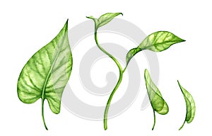 Watercolor transparent leaves set. Tropical money plant. Exotic tree branches isolated on white. Collection of jungle