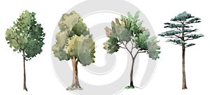 Watercolor tree forest oak fir birch, thuja linden baobab pine isolated illustrations
