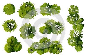 Watercolor tree top view