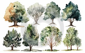 Watercolor trees collection. Set of hand drawn trees. Forest tree pack