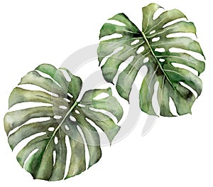 Watercolor tropical big set with monstera leaves. Hand painted exotic leaves isolated on white background. Floral photo
