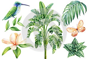 Watercolor tropical bird hummingbird, butterfly, Magnolia, anthurium Flower and palm leaf Illustration clipart isolated