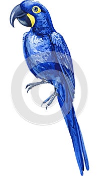 watercolor tropical bird, hyacinth macaw, blue parrot white isolated background, hand drawing