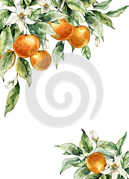 Watercolor tropical border of ripe oranges, leaves, buds and flowers. Hand painted branch of fresh fruits isolated on