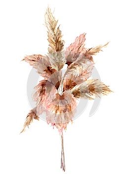 Watercolor tropical bouquet with dry pampas grass. Hand painted exotic card isolated on white background. Floral