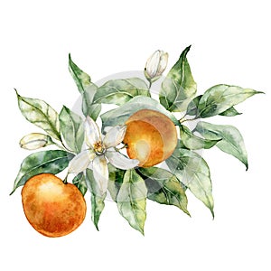 Watercolor tropical bouquet of ripe oranges, buds, leaves and flowers. Hand painted branch of fresh fruits isolated on