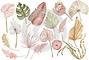 Watercolor tropical clipart with palm leaves, protea and anthurium flowers, dried grass. Exotic set