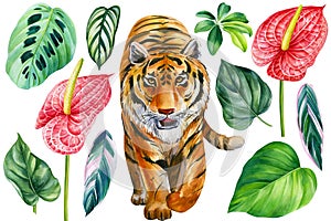 Watercolor tropical clipart with tiger, palm leaves, anthurium flowers, Hand drawn illustration