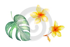 Watercolor tropical collecton. Palm, banana and monstera leaves with tropical flowers