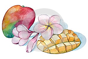 Watercolor tropical composition. Whole and sliced mango fruit and plumeria flowers. Botanical sketch with black ink outline and
