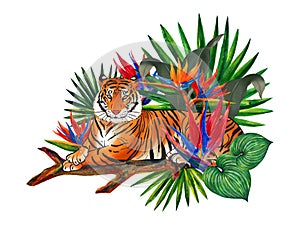 Watercolor tropical element isolated on white. Bird of paradise exotic leaves foliage and wild animals tiger arrangement