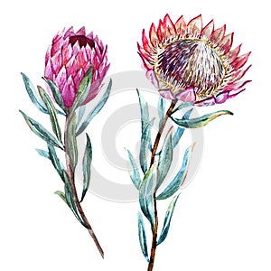 Watercolor tropical flower protea