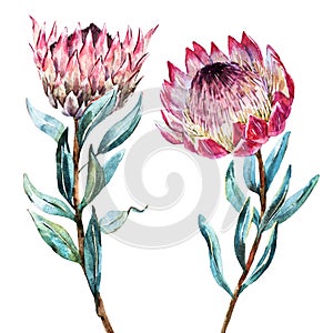 Watercolor tropical flower protea