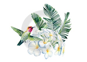 Watercolor tropical flowers, leaves and birds. Botanical Illustration plumeria, orchid, hummingbird