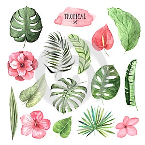 Watercolor tropical flowers, leaves and plants