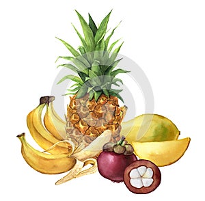 Watercolor tropical fruit. Pineapple, bananas, mangosteen, mango. Hand painted tropical fruits isolated on white