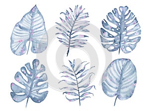 Watercolor tropical hand painted indigo palm tree leaf set isolated on white background